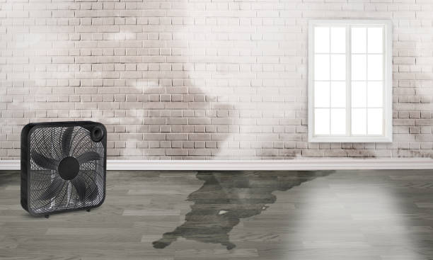 Best Water damage mitigation services  in Fremont, NE